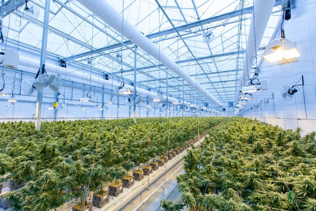 How to Open a Dispensary? 10 Steps to Start a Cannabis Store