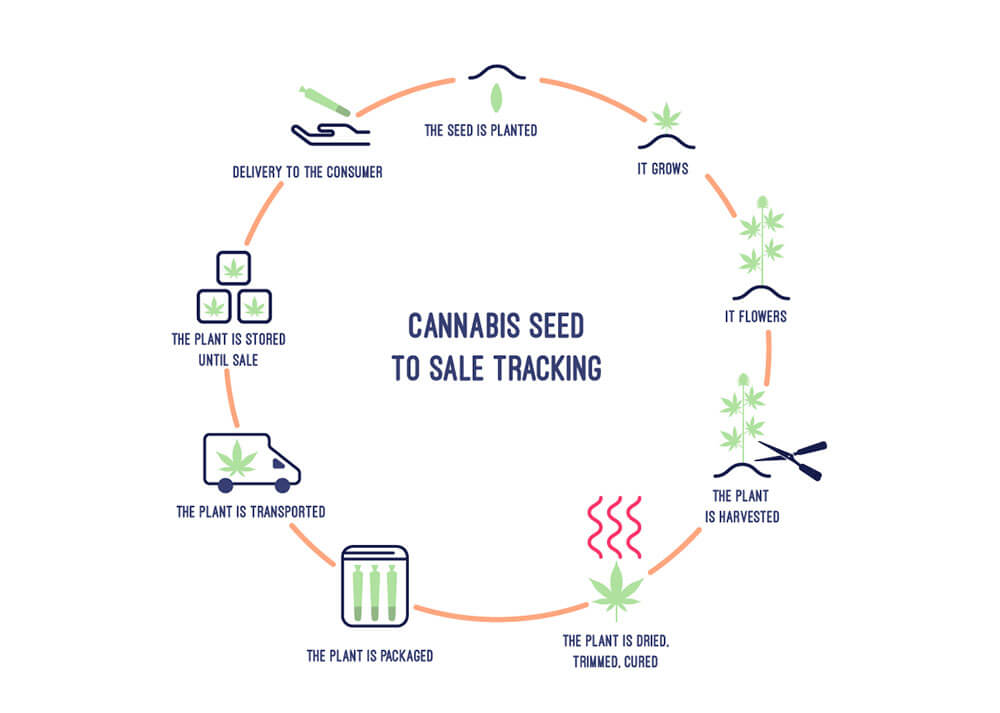 Seed-to-sale systems for a marijuana dispensary