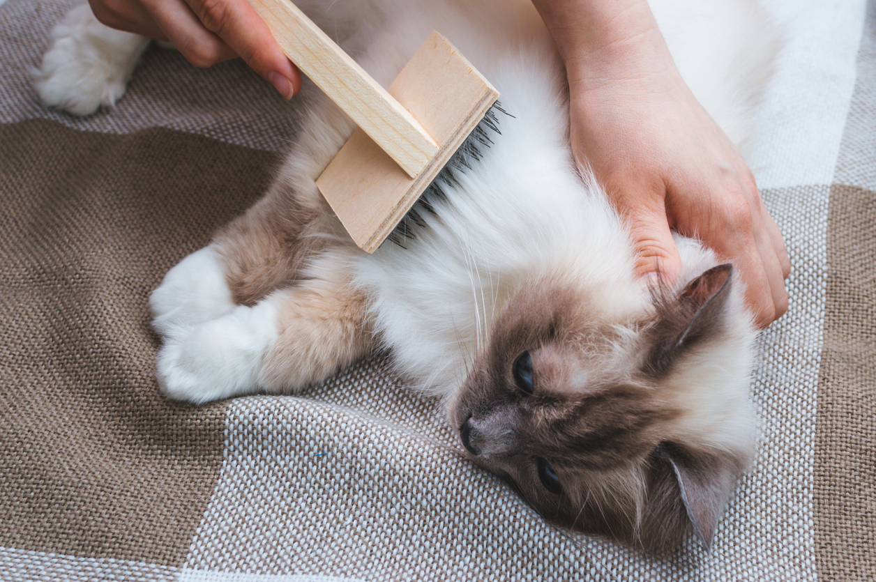 pet grooming