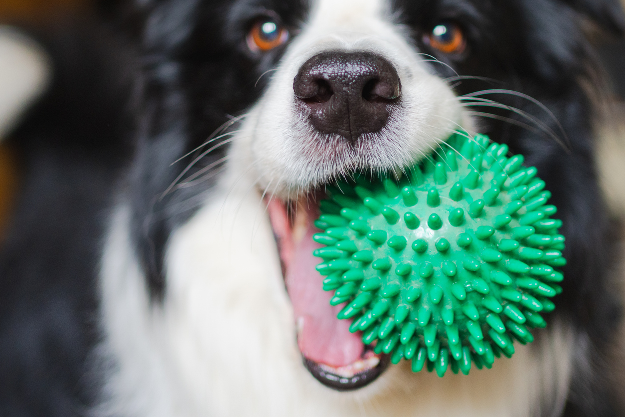 pet toys